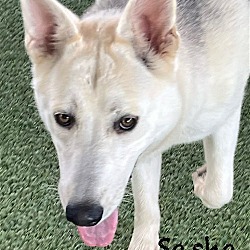 Thumbnail photo of Sasha #3