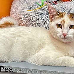 Thumbnail photo of Sweetpea #2