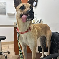 adopt a pet
