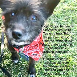 Thumbnail photo of Peppy! VIDEO! Cairn Terrier X #4
