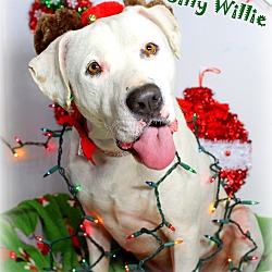 Thumbnail photo of Willie ~ Adopted #1