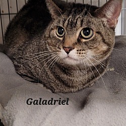 Photo of Galadriel