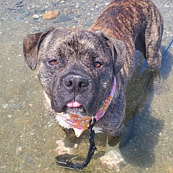 Photo of Boomer