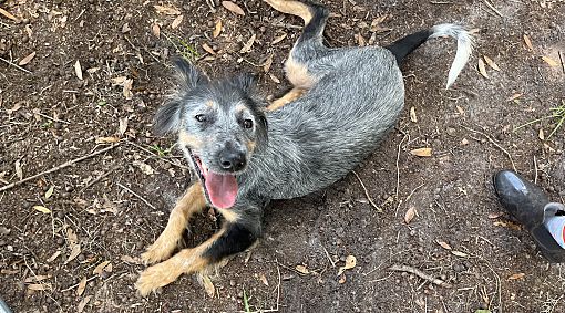 Plant City, FL - Australian Cattle Dog/Sheltie, Shetland Sheepdog. Meet ...