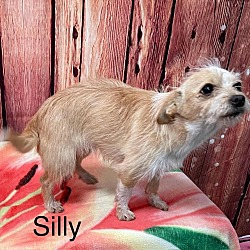 Photo of Silly Lily (Available 5/3/24)