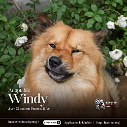 Thumbnail photo of Windy #2