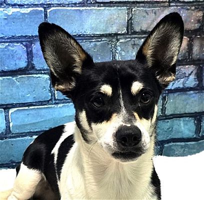 Wetumpka, AL - Rat Terrier. Meet 240798 Scooby a Pet for Adoption ...