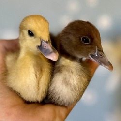 Thumbnail photo of DUCKLING 9 #1