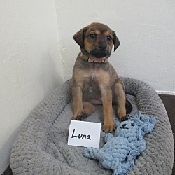 Thumbnail photo of Luna #1