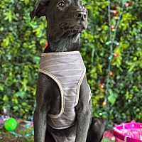 adopt a pet
