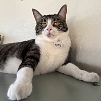 adopt a pet