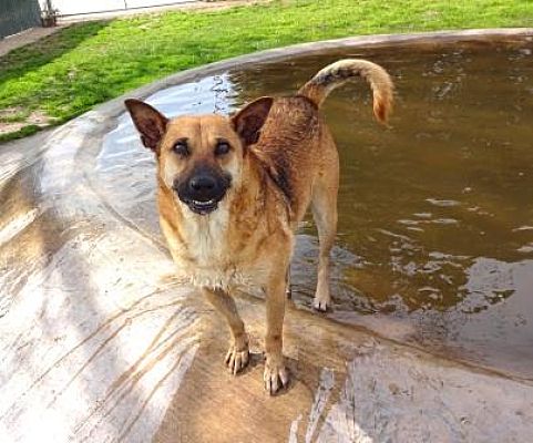 Lathrop Ca Shepherd Unknown Type Meet Archie A Pet For Adoption