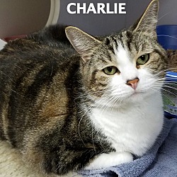 Thumbnail photo of Charlie #2