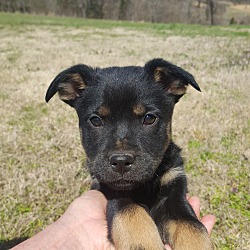Thumbnail photo of Reba~adopted! #1