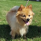 Pomeranian Puppies - Pomeranian Rescue and Adoption Near You