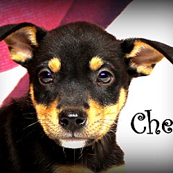 Thumbnail photo of Chex~adopted! #2