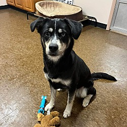 Adopted pets at Friends of the Orleans County Animal Shelter in Albion 