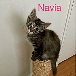 Photo of Navia