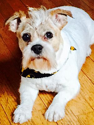 Detroit, MI - Cairn Terrier. Meet Polo a Pet for Adoption - AdoptaPet.com