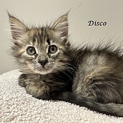 Thumbnail photo of DISCO (Adopt w/BIGGY) #1