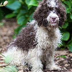 Thumbnail photo of Moyen Poodle Martin #2