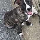 Adopt A Pet :: Emil - Locust Grove, GA
