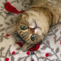adopt-pet