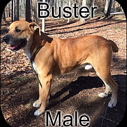 Thumbnail photo of Buster (reduced fee) #2