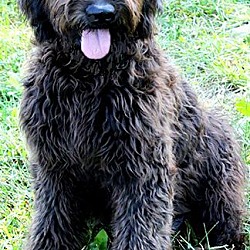Thumbnail photo of CECE(OUR "GOLDENDOODLE"!!  WOW #2