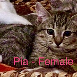 Thumbnail photo of Pia & Tasha - Pre-Adopt #1