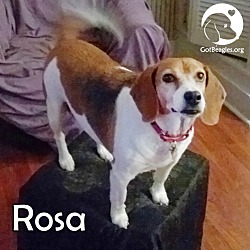 Thumbnail photo of Rosa #1