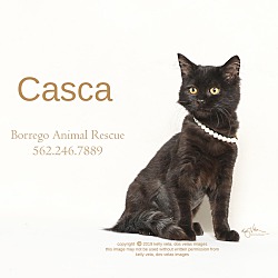 Photo of CASCA