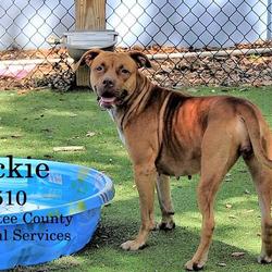 Manatee County Animal Services in Palmetto, Florida