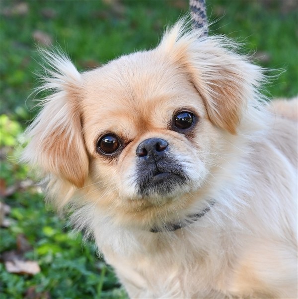 Adopt Callie a Pekingese / Mixed dog in Versailles, KY (29991319