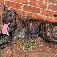 Photo of Sable