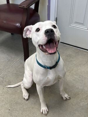 Cumberland, MD - Terrier (Unknown Type, Small). Meet Snow a Pet for ...