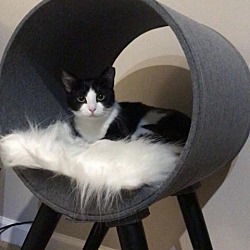 Photo of Cookie