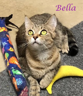 Photo of Bella (C23-100)