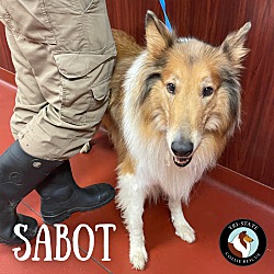Thumbnail photo of Sabot #4