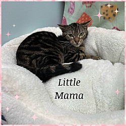 Thumbnail photo of Little Mama #1
