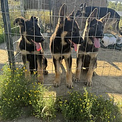 Photo of German Shepherd Puppies