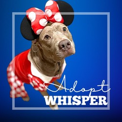 Thumbnail photo of Whisper #1