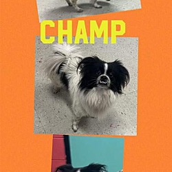 Thumbnail photo of ‼️Champ/ADOPTED‼️ #4