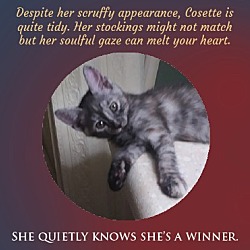 Thumbnail photo of Cosette #2