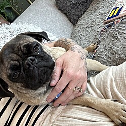 Thumbnail photo of Pugsley Malone #3