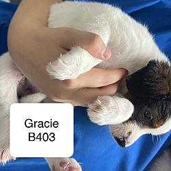 Thumbnail photo of Gracie B403 #2