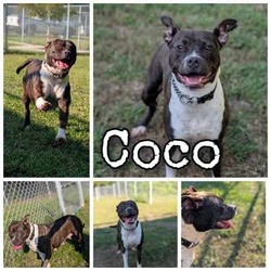 Thumbnail photo of Coco #1