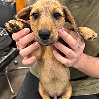 adopt a pet