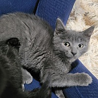 adopt a pet