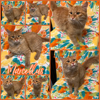 adopt-pet